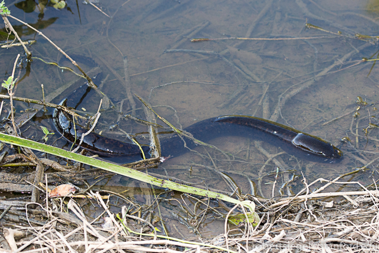 lungfish